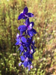 Delphinium hesperium