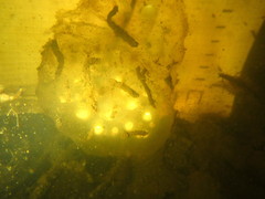 Ambystoma gracile