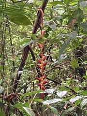 Heliconia pogonantha image