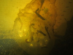 Ambystoma gracile