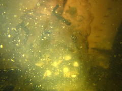 Ambystoma gracile