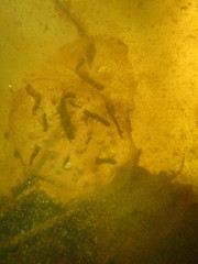Ambystoma gracile