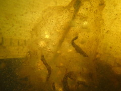 Ambystoma gracile