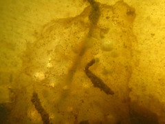 Ambystoma gracile