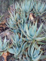 Aloe comptonii