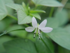 Cleome rutidosperma image