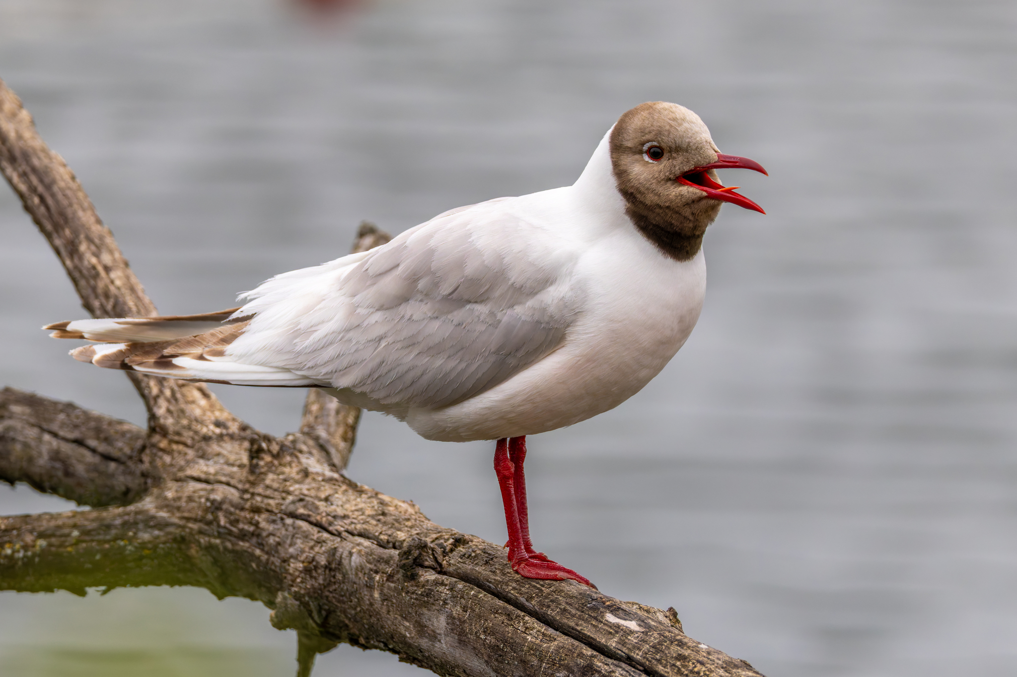 Black-headed Gull (Chroicocephalus ridibundus)