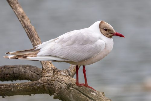 Gaviota reidora (Chroicocephalus ridibundus)