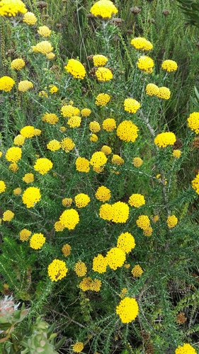 Image of Metalasia aurea by (c) Karen Eichholz, some rights reserved (CC BY)