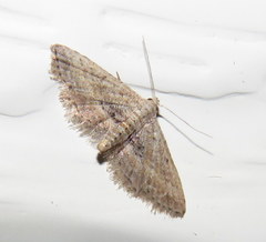 Araeopteron canescens