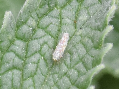 Ligurian Leafhopper, Groesbeek, Nederland, photo 7 of 10