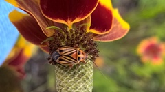 Calocoris barberi