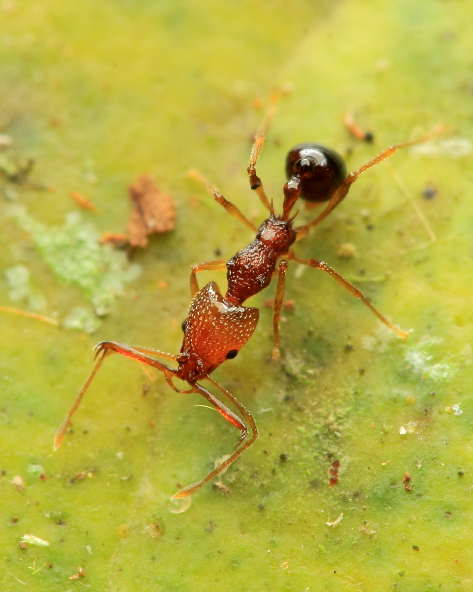Acanthognathus brevicornis