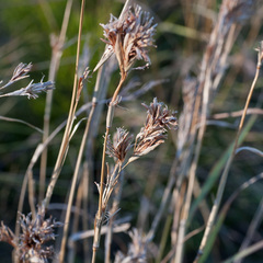 Cymbopogon marginatus