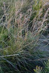 Cymbopogon marginatus