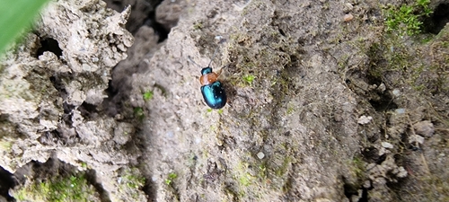 Knotweed Leaf Beetle, 6702 PB Wageningen, Netherlands, photo 5 of 10