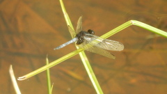 Erythrodiplax laurentia