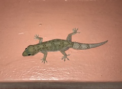 Hemidactylus angulatus