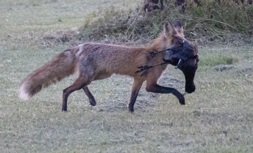 Red Fox photographed in Kansas