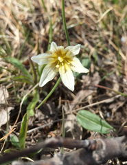 Gagea serotina