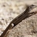 Sonoran Spotted Whiptail - Photo (c) Yinpeng Zhang, some rights reserved (CC BY-NC), uploaded by Yinpeng Zhang