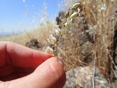 Streptanthus glandulosus albidus