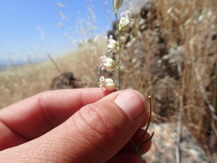 Streptanthus glandulosus albidus