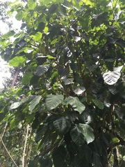 Dendropanax arboreus