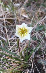 Gagea serotina