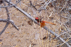 Erythrodiplax corallina