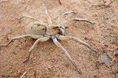 Pavocosa