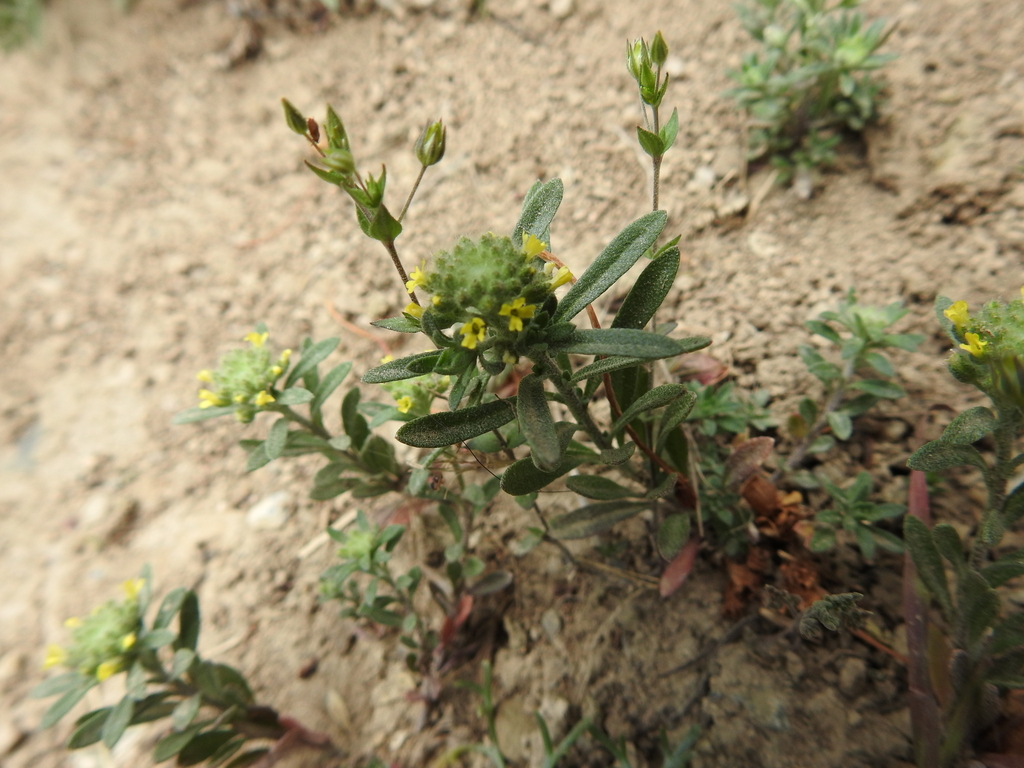 Small Alison from Thale, Deutschland on May 8, 2024 at 02:03 PM by ...