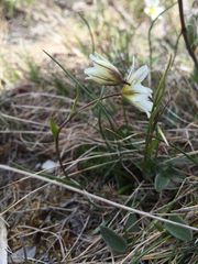 Gagea serotina