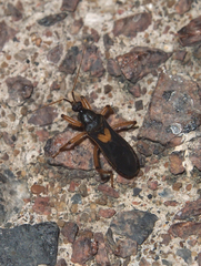 Ectomocoris cordiger