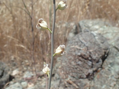 Streptanthus glandulosus albidus