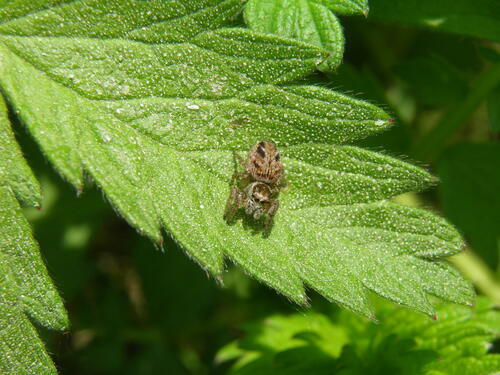 Vaivorykštinis musėgaudis