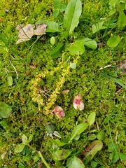 Callirhytis quercusoperator