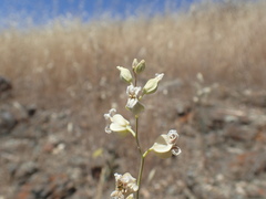 Streptanthus glandulosus albidus