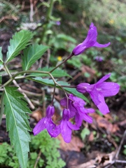 Cardamine glanduligera