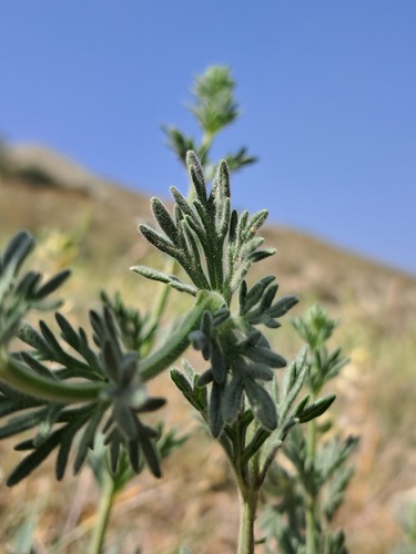 لب خرگوشی آچری، (Lagochilus aucheri)