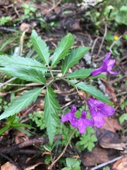 Cardamine glanduligera