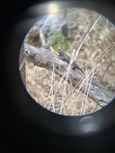 iNaturalist observation photo of Western Fence Lizard
