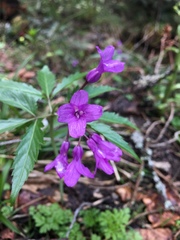 Cardamine glanduligera