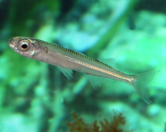 Leptatherina presbyteroides