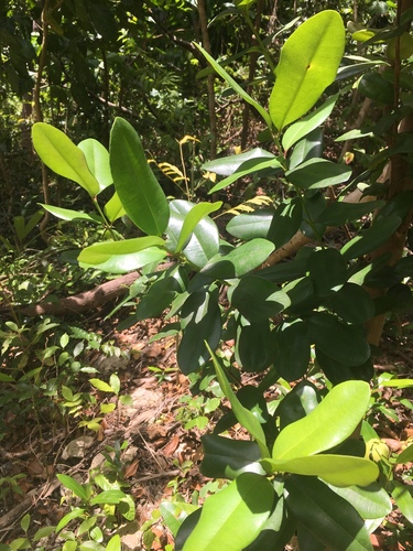 Pimenta racemosa var. racemosa