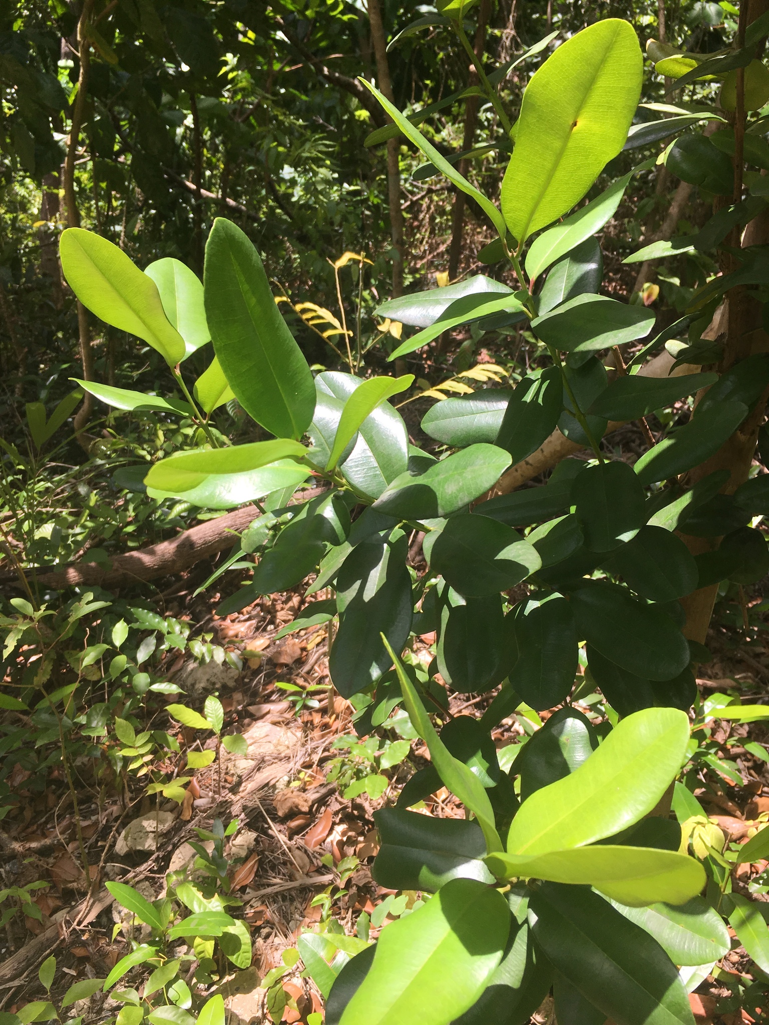 Pimenta racemosa var. racemosa