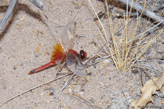 Erythrodiplax corallina