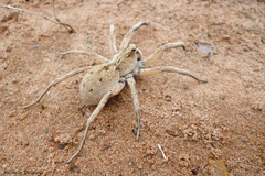 Pavocosa