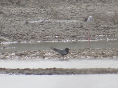 Chlidonias leucopterus