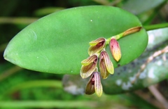 Acianthera